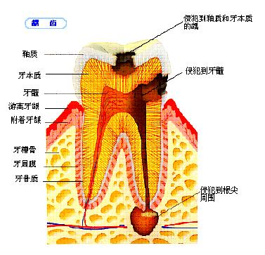 杜牙根怎麼收費?杜牙根療程需多少時間