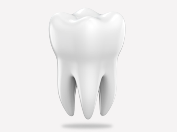 深圳杜牙根價錢